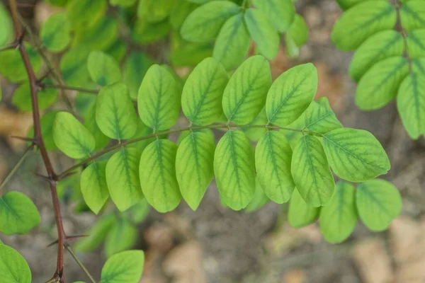 Petites Feuilles Vertes Sur Une Mince Branche Acacia Sauvage Extérieur — Photo