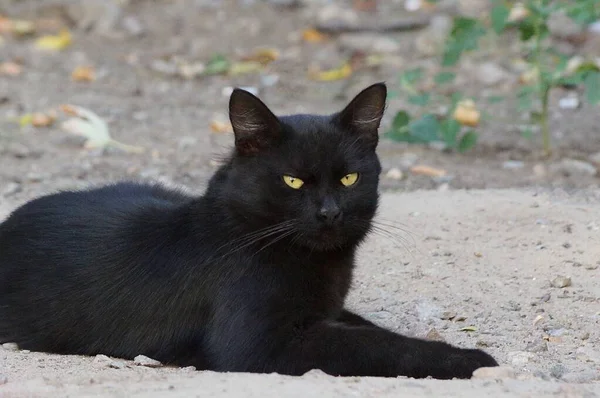 Grand Beau Chat Noir Trouve Sur Sable Gris Dans Rue — Photo