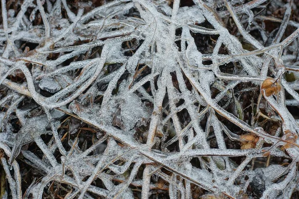 Textura Natural Las Ramas Plantas Heladas Marrones Hielo Blanco — Foto de Stock