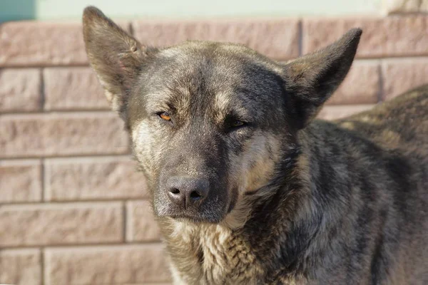 Una Gran Cabeza Perro Gris Pared Ladrillos Marrón Fondo Calle — Foto de Stock