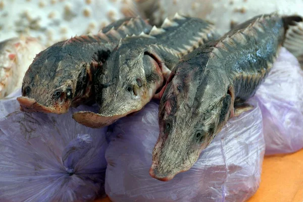 Tiga Ikan Besar Coklat Sturgeon Asap Terletak Pada Lilac Cellophane — Stok Foto