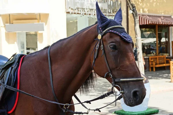 Cavalo Marrom Chicote Couro Preto Fica Uma Rua Cidade — Fotografia de Stock
