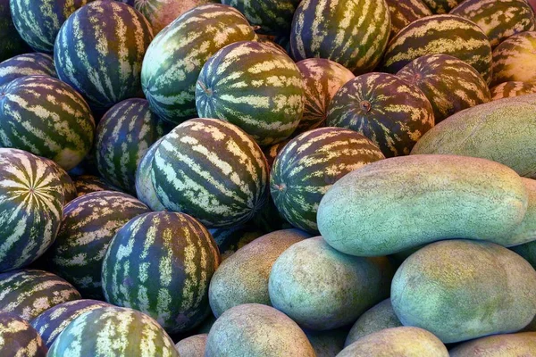 Textura Natural Planta Manojo Sandías Rayas Redondas Melones Verdes Largos — Foto de Stock