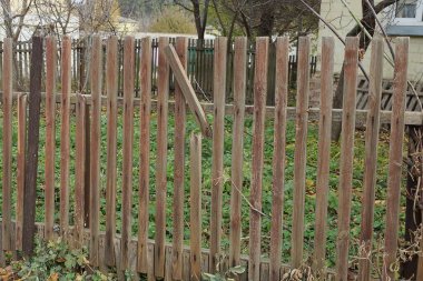 Eski kahverengi bir çitin parçası. Yeşil bitkilerle kaplı, kırık bir tahta parçası.