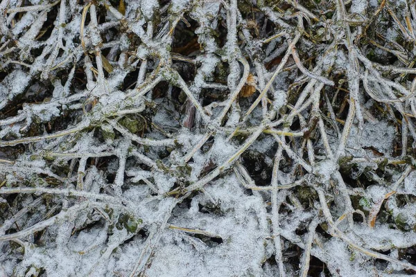 自然の中で白い雪の中にある灰色の氷の植物の枝からの自然な質感 — ストック写真