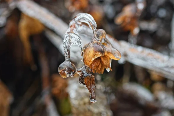 Brown Hop Bud Icy Plant Branch White Ice Winter Park — Stock Photo, Image