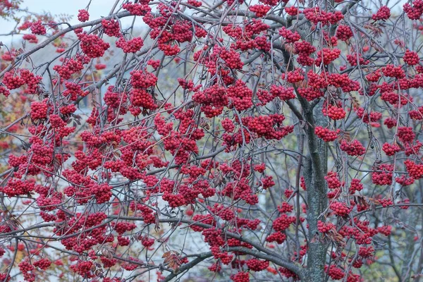 Natürliche Pflanzenstruktur Roter Vogelbeeren Auf Grauen Ästen Herbstpark — Stockfoto