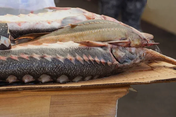 Ikan Coklat Besar Sturgeon Mentah Berbaring Atas Meja Coklat Pasar — Stok Foto