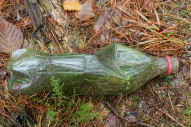 Kirli, gri, yeşil bir şişenin çöpleri yerde yatıyor ve doğada kurumuş kahverengi iğneler var.