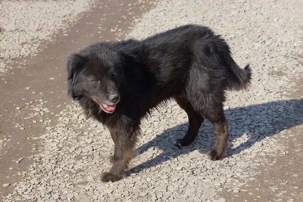 Een Grote Zwarte Hond Staat Een Grijze Weg Straat — Stockfoto