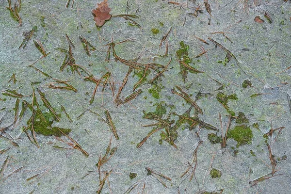 Naturlig Konsistens Grå Grön Mossa Och Fallna Bruna Nålar — Stockfoto