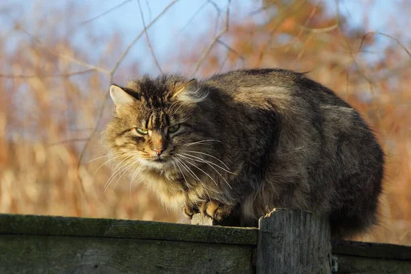 Uno Gris Esponjoso Hermoso Gato Sienta Mira Una Cerca Madera — Foto de Stock