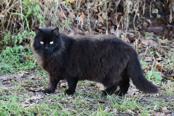 Grand Chat Moelleux Noir Tient Debout Regarde Sur Sol Dans — Photo