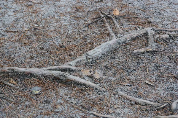 Big Gray Wooden Root Old Tree Brown Earth Nature — Stock Photo, Image