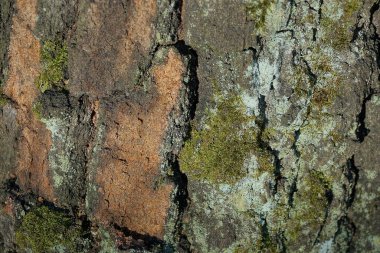 Kahverengi ağaç kabuğu ve yeşil yosun doğal bitki dokusu doğadaki bir çam ağacında.