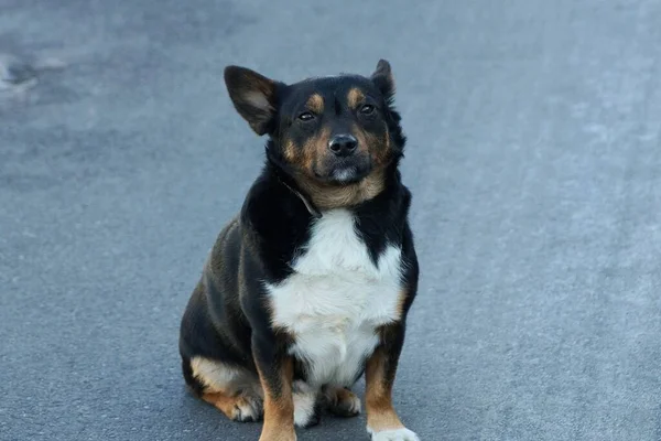 Benekli Bir Köpek Oturur Sokaktaki Gri Yola Bakar — Stok fotoğraf