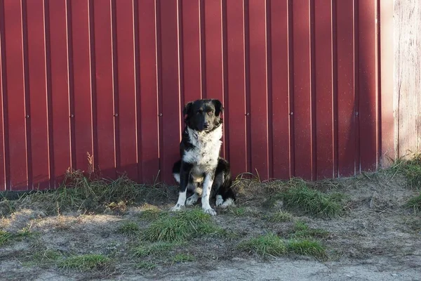 Ein Großer Gefleckter Hund Sitzt Einer Roten Metallzäunungswand Auf Grauem — Stockfoto