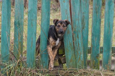Kahverengi bir köpek duruyor ve caddedeki eski kırık bir çitin yeşil ahşap tahtalarının arasına bakıyor.