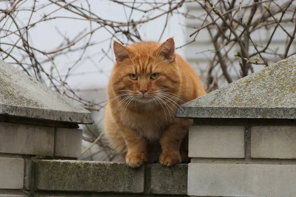 Grande Gatto Zenzero Siede Guarda Muro Mattoni Grigi Della Recinzione — Foto Stock