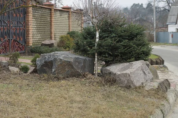 Green Coniferous Decorative Spruce Large Gray Stones Grass Lawn Garden — Stock Photo, Image