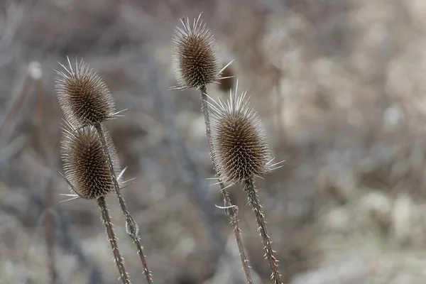 Brotes Cardo Espinoso Seco Marrón Los Tallos Prado Otoño —  Fotos de Stock