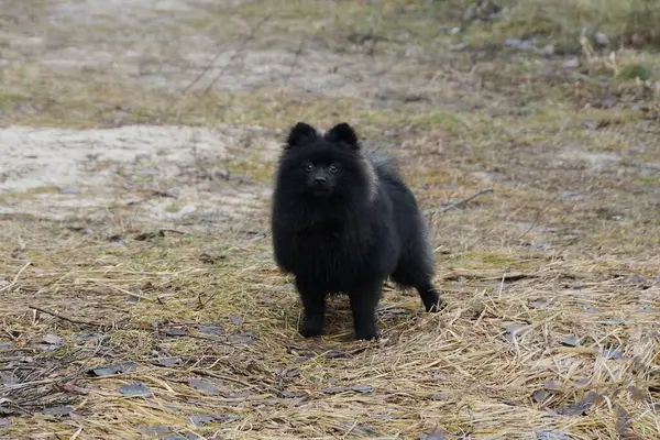 Pequeno Cachorro Spitz Preto Fofo Fica Grama Seca Cinza Fora — Fotografia de Stock