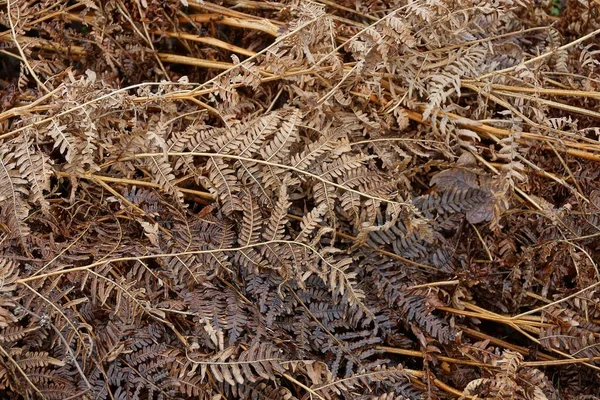 natural plant texture from dry brown stems and leaves of old fern
