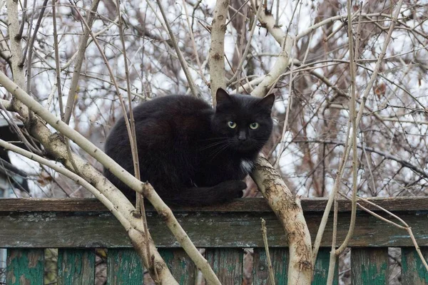 一只漂亮的黑猫坐在街道上灰色树枝间的绿色木栅栏上 — 图库照片