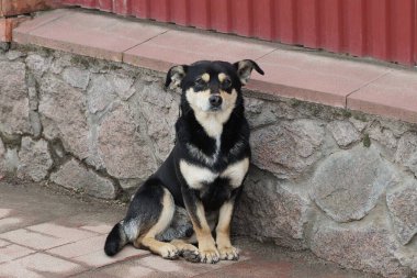 Bir sokak köpeği kahverengi bir kaldırımda oturuyor. Dışarıdaki bir çitin gri taştan duvarında.