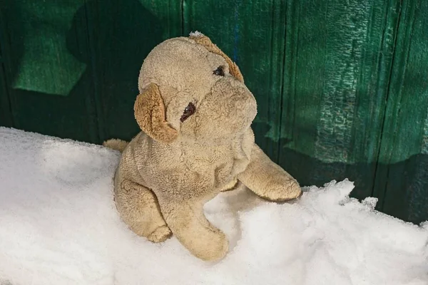 Yaşlı pelüş oyuncak bir köpek beyaz bir kar yığınının üzerinde, bir kış sokağındaki yeşil ahşap duvarın yanında.