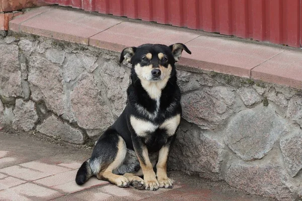 Bir sokak köpeği kahverengi bir kaldırımda oturuyor. Dışarıdaki bir çitin gri taştan duvarında.