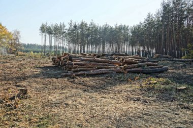 Kesilmiş bir ormandaki çimlerin üzerinde büyük bir çam kütüğü yığını yatıyor.
