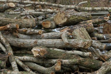 natural gray texture from raw logs and branches of poplars in a pile on the street