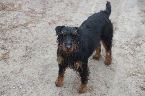 One Black Brown Dog Stands Gray Ground Street — 图库照片