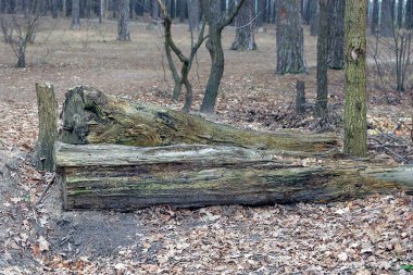 İki büyük gri kütük doğada düşmüş kahverengi yaprakların içinde yerde yatar.