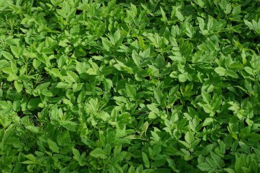 Doğal yeşil bitki dokusu doğada birçok yaprağı olan yabani bitkilerden.
