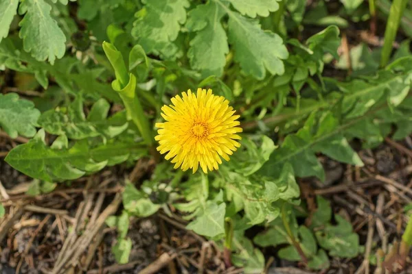 Один Большой Желтый Цветок Одуванчика Зеленой Траве Природе — стоковое фото