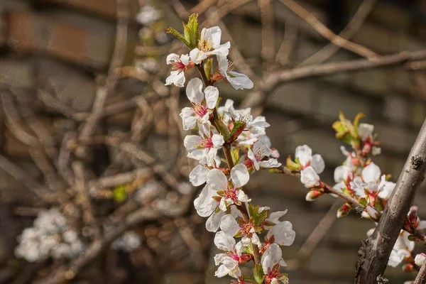 Many Small White Flowers Brown Cherry Branch Spring Garden Gray — Stock Photo, Image