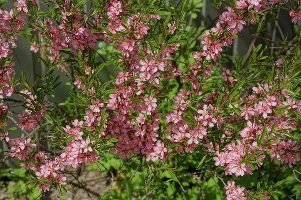 春の庭に小さな緑の葉とピンクの花を持つ装飾的な桜の枝 — ストック写真