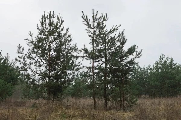 Pequenos Pinheiros Verdes Grama Seca Floresta Contra Céu Cinza — Fotografia de Stock