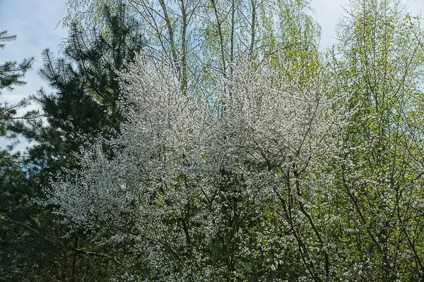 Κλαδιά Δέντρων Πράσινα Φύλλα Και Λευκά Μικρά Λουλούδια Έναν Κήπο — Φωτογραφία Αρχείου