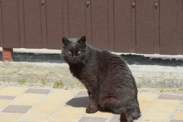 Jeden Duży Czarny Kot Siedzi Chodniku Ulicy Pod Brązową Ścianą — Zdjęcie stockowe