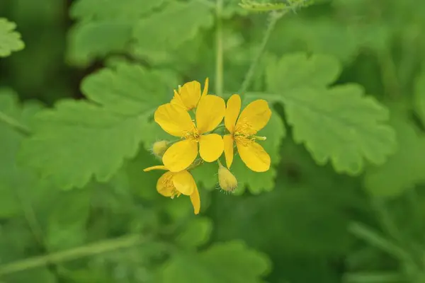 Amarelo Pequenas Flores Celandine Uma Planta Verde Com Folhas Natureza — Fotografia de Stock