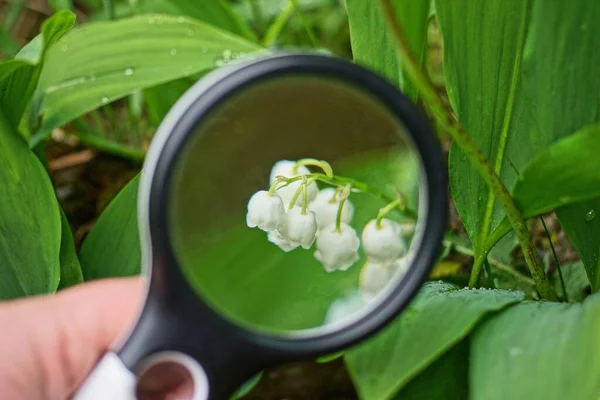 Uma Lupa Preta Aumenta Pequenas Flores Brancas Lírio Vale Folhas — Fotografia de Stock