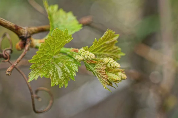 Коричневая Ветвь Винограда Зелеными Листьями Мелкими Ягодами Улице Сером Фоне — стоковое фото