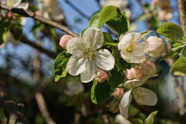 White Small Flowers Apple Branch Spring Garden — Stock Photo, Image