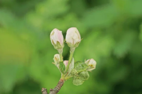 Два Маленьких Белых Цветка Ветке Яблони Зелеными Листьями Весеннем Саду — стоковое фото