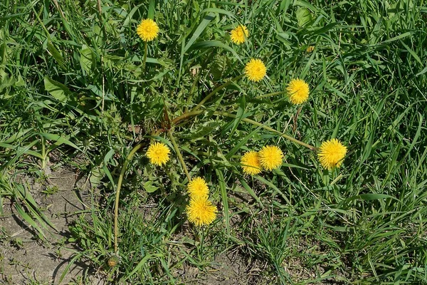 许多蒲公英在田野的绿草中开花 — 图库照片