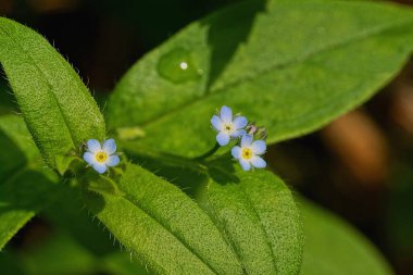 Üç küçük mavi esmer çiçek yeşil bir sapta, doğada yapraklar var.