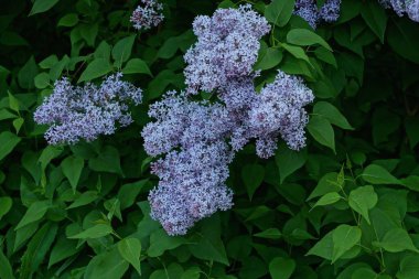 Bahçesinde yeşil yapraklar olan dalda küçük mavi leylak çiçekleri.